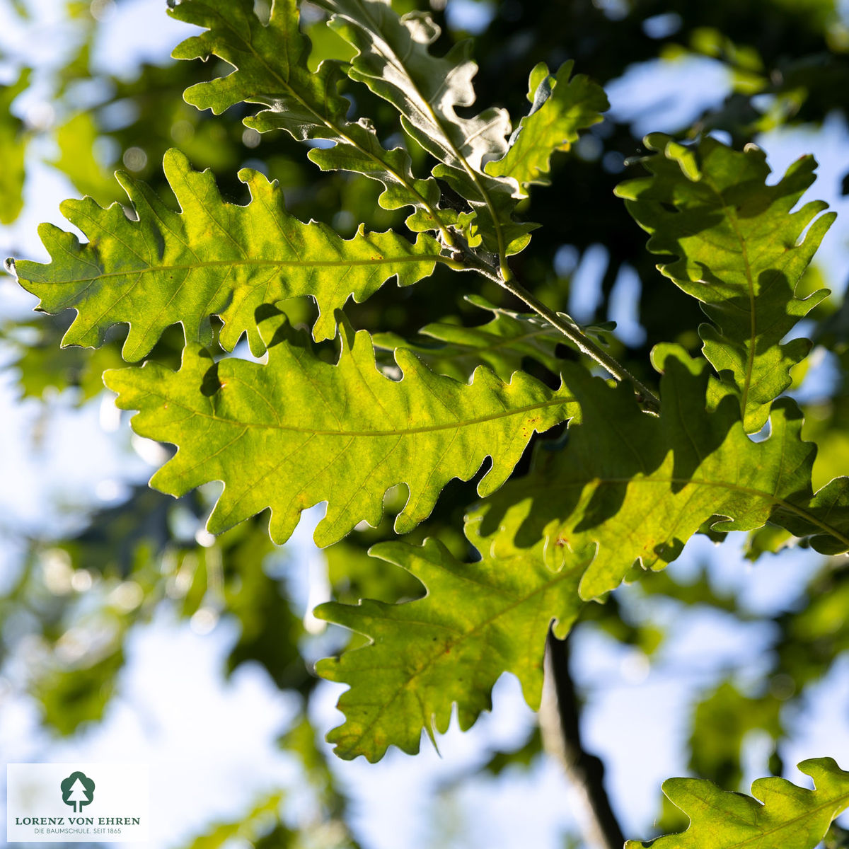 Quercus frainetto 'Trump'