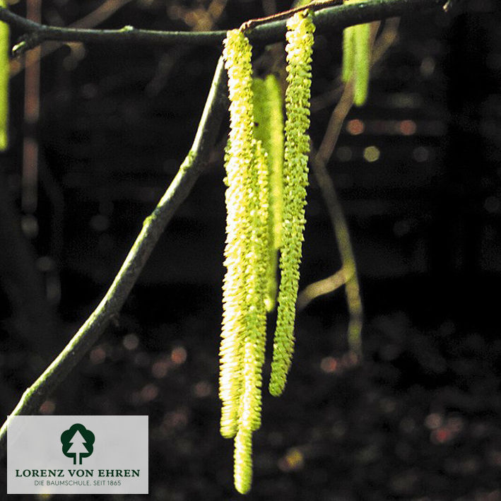 Corylus avellana 'Lange Landsberger'