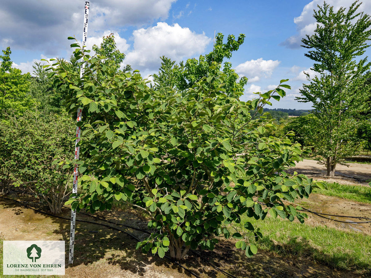 Hamamelis intermedia 'Westerstede'