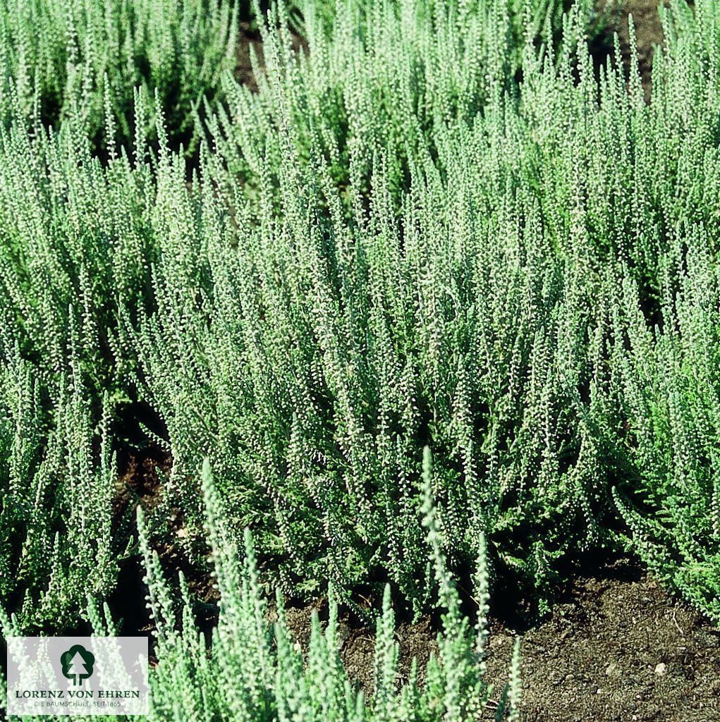 Calluna vulgaris 'Silver Knight'