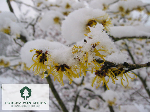 Hamamelis intermedia 'Westerstede'