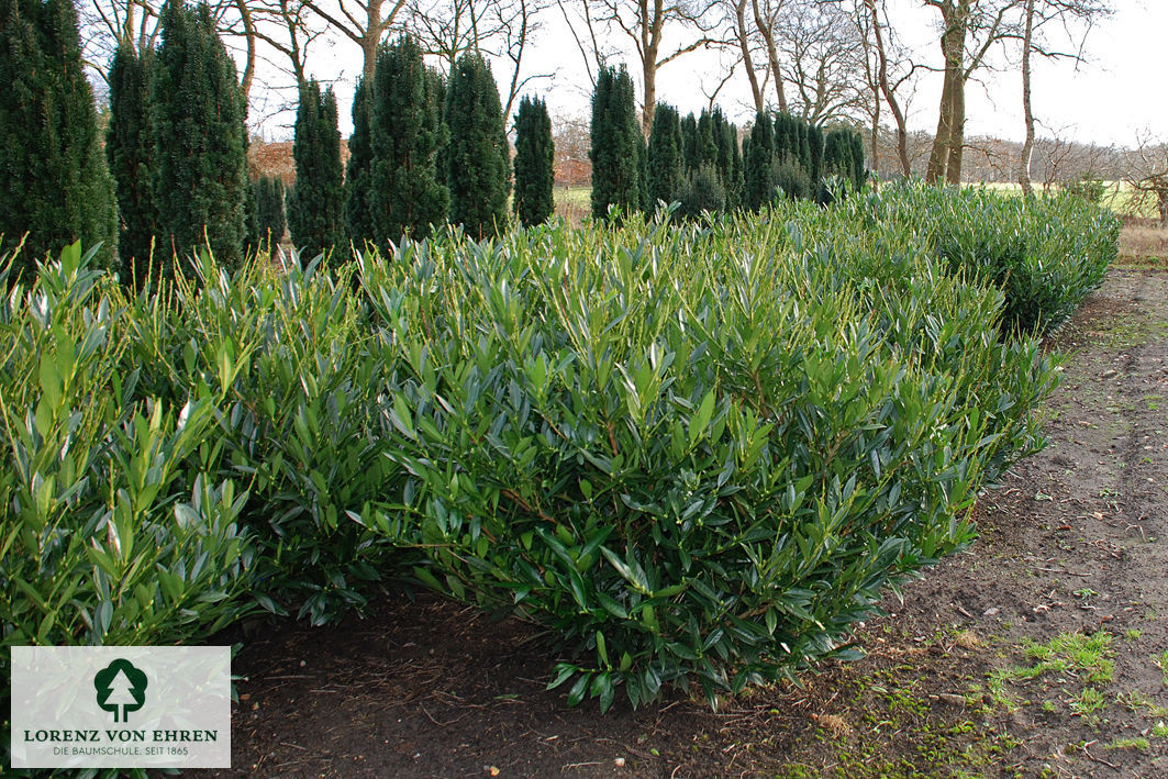 Prunus laurocerasus 'Otto Luyken'