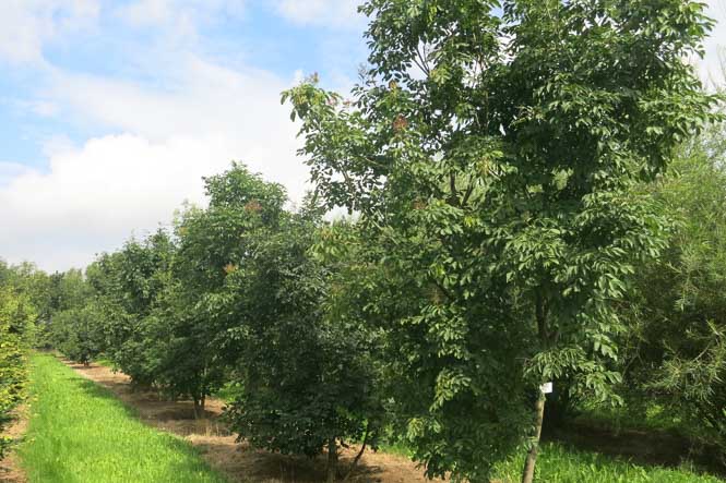 malerisch gewachsene Eschen