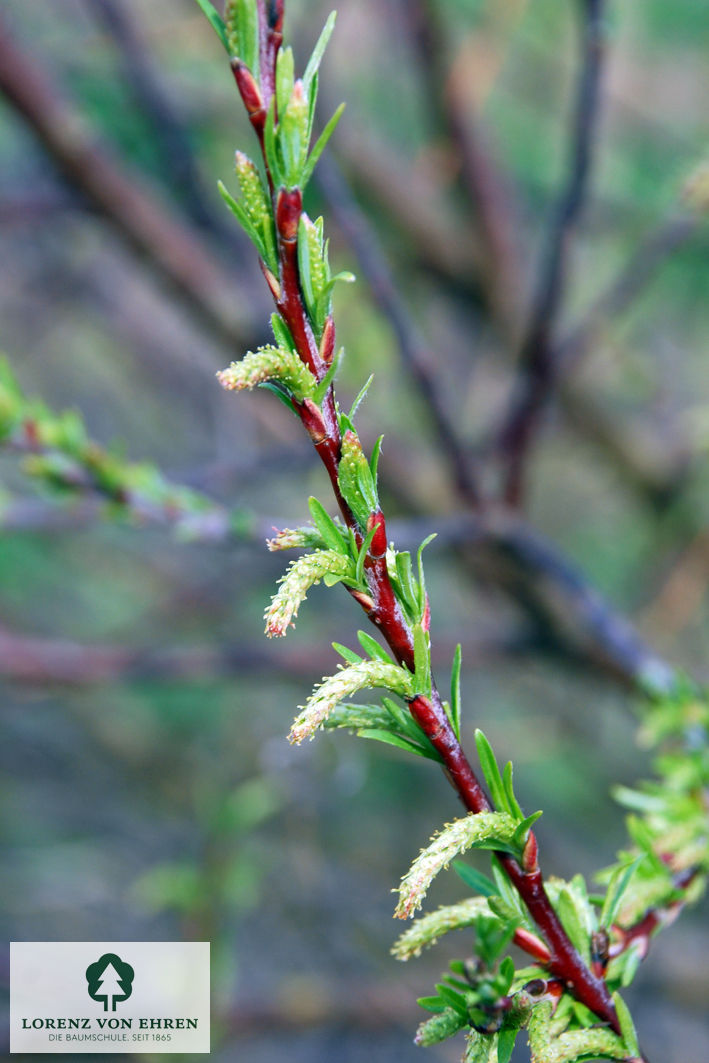 Salix purpurea