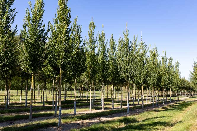 Ulmen, Ulmen und noch mal Ulmen 