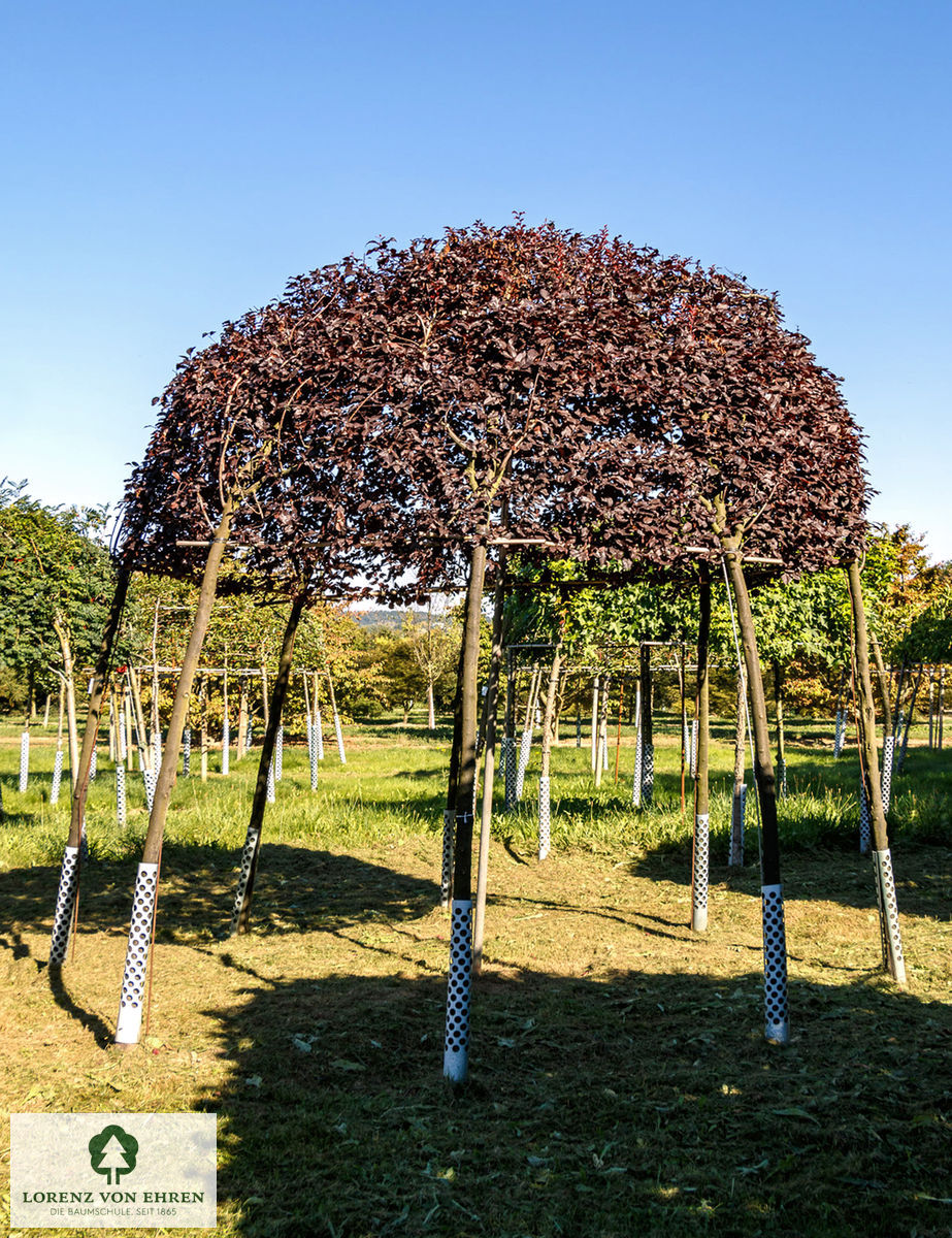 Prunus cerasifera 'Nigra'