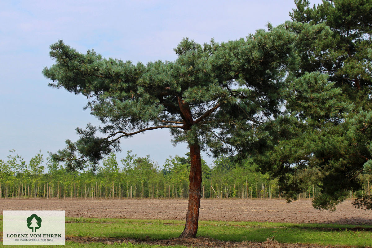 Pinus sylvestris 'Glauca'