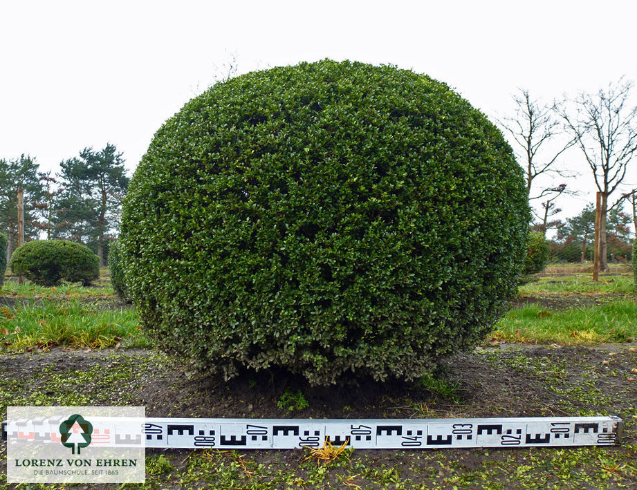 Ilex crenata 'Stokes'