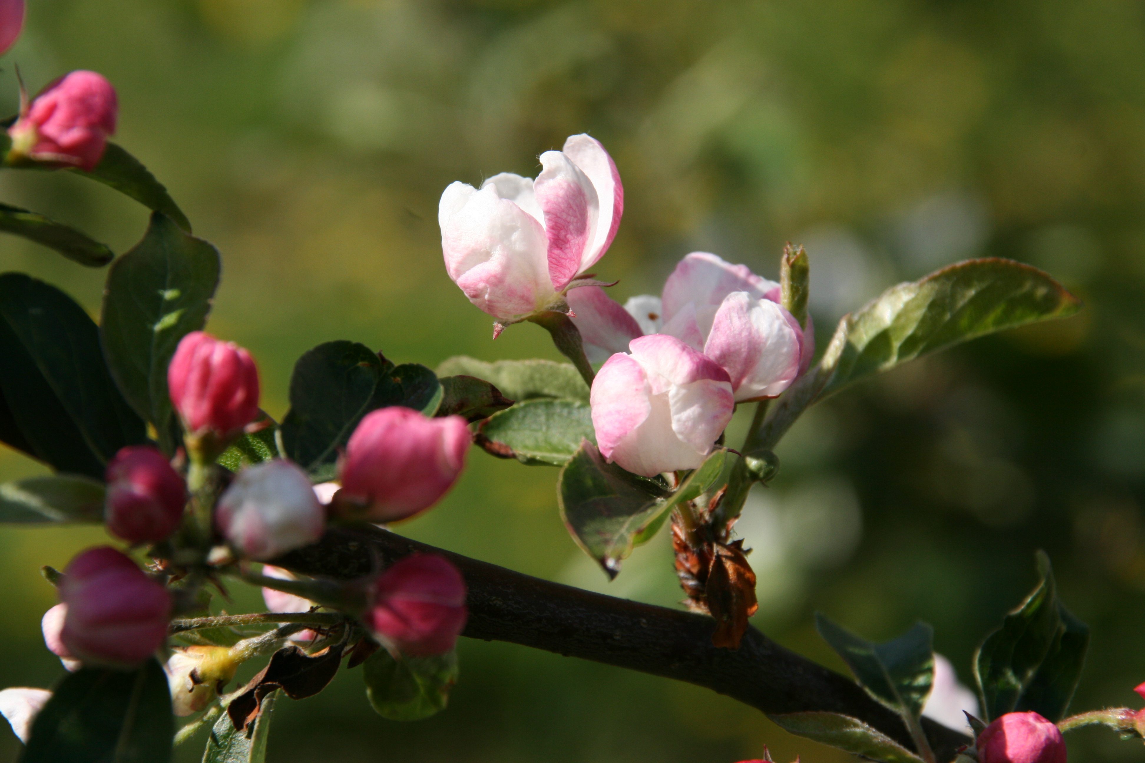 Malus 'Professor Sprenger' Unikat