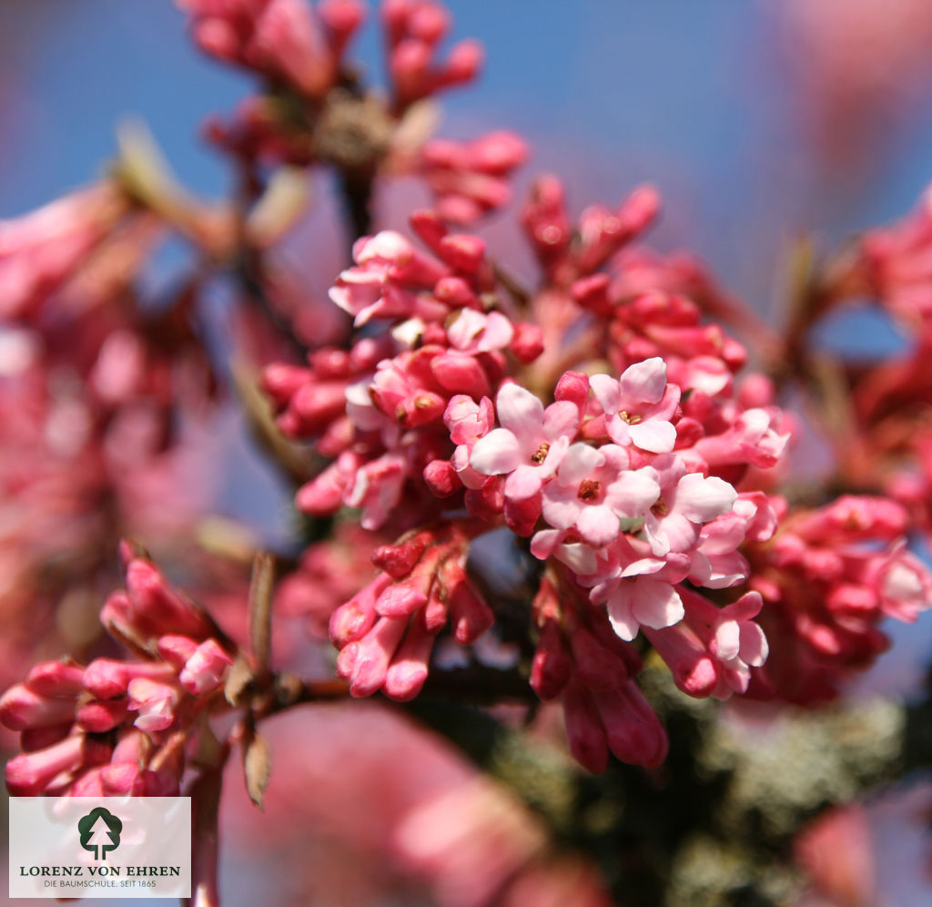 Viburnum bodnantense 'Dawn'