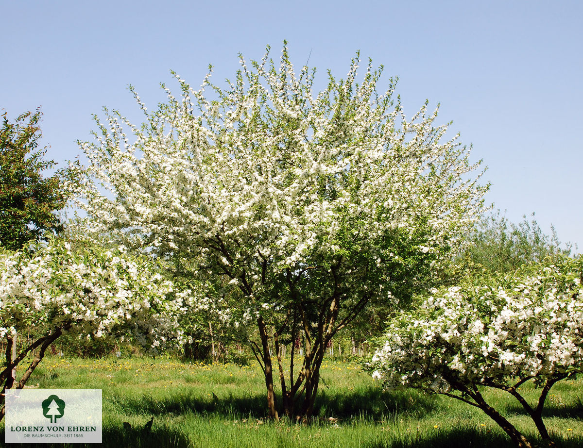 Malus toringo 'Eskilstuna'