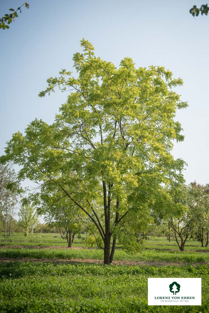 Robinia pseudoacacia 'Frisia'