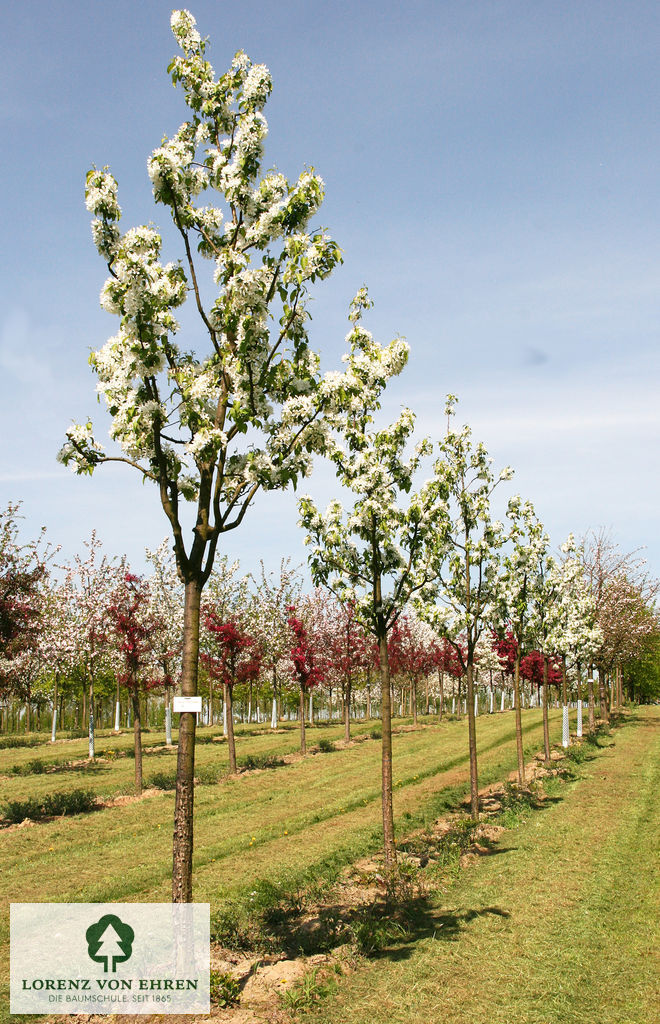Malus baccata 'Street Parade'