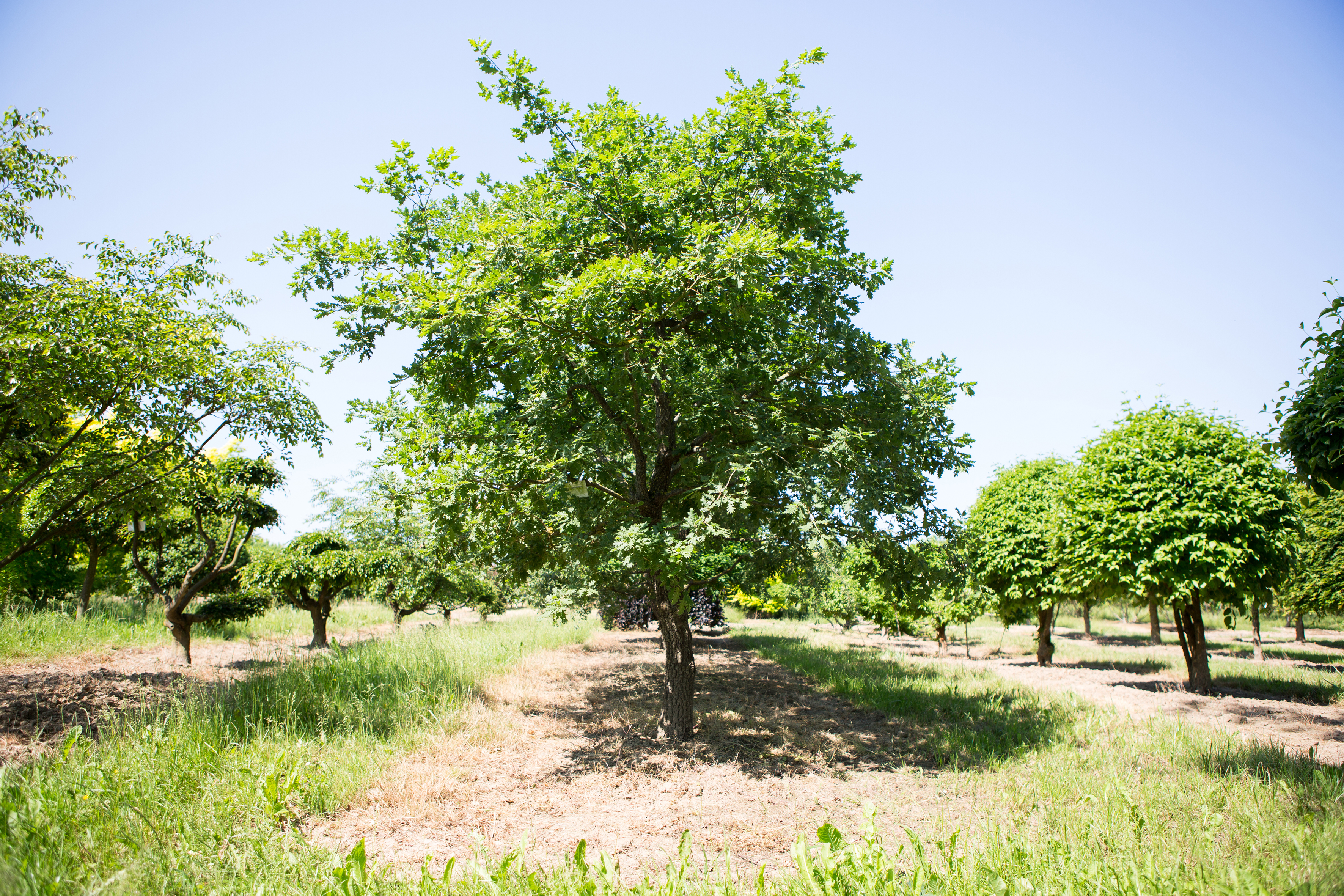 Quercus pubescens Unikat