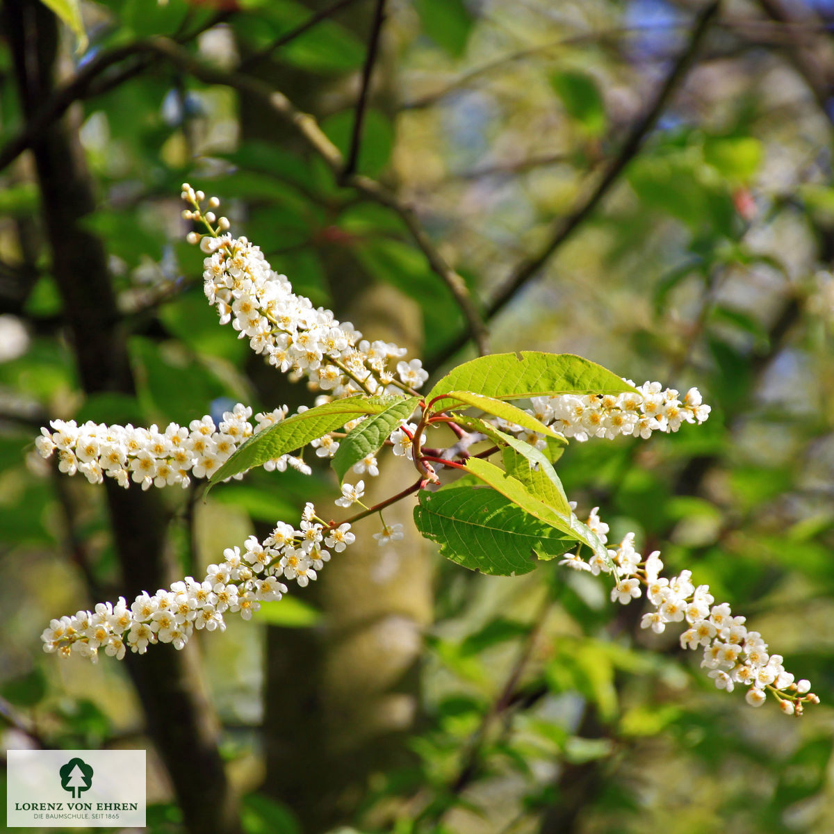 Prunus padus 'Watereri'