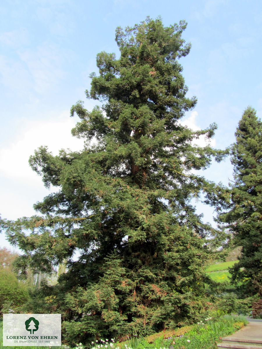 Sequoia sempervirens