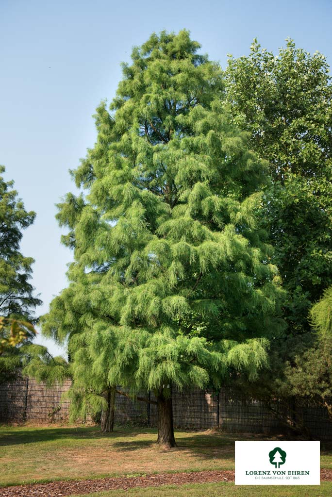 Taxodium distichum 'Nutans'