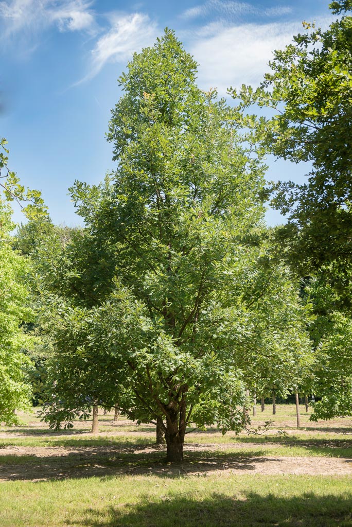 Quercus frainetto Unikat