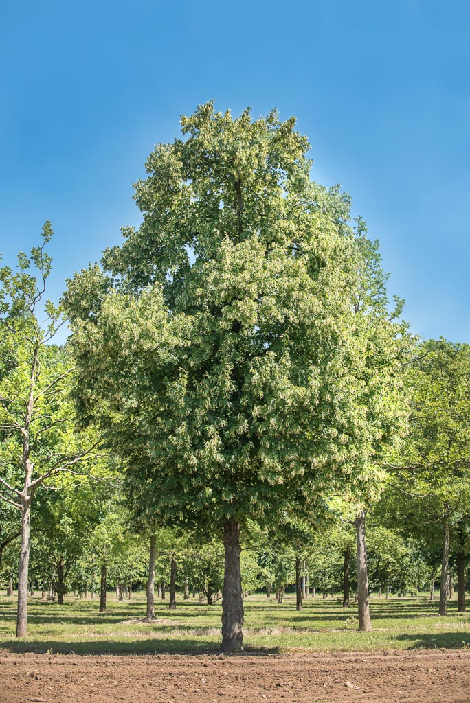 Tilia europaea Unikat