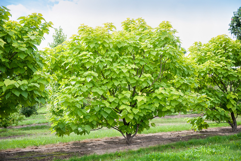 Ein wunderbares Exemplar eines Trompetenbaumes