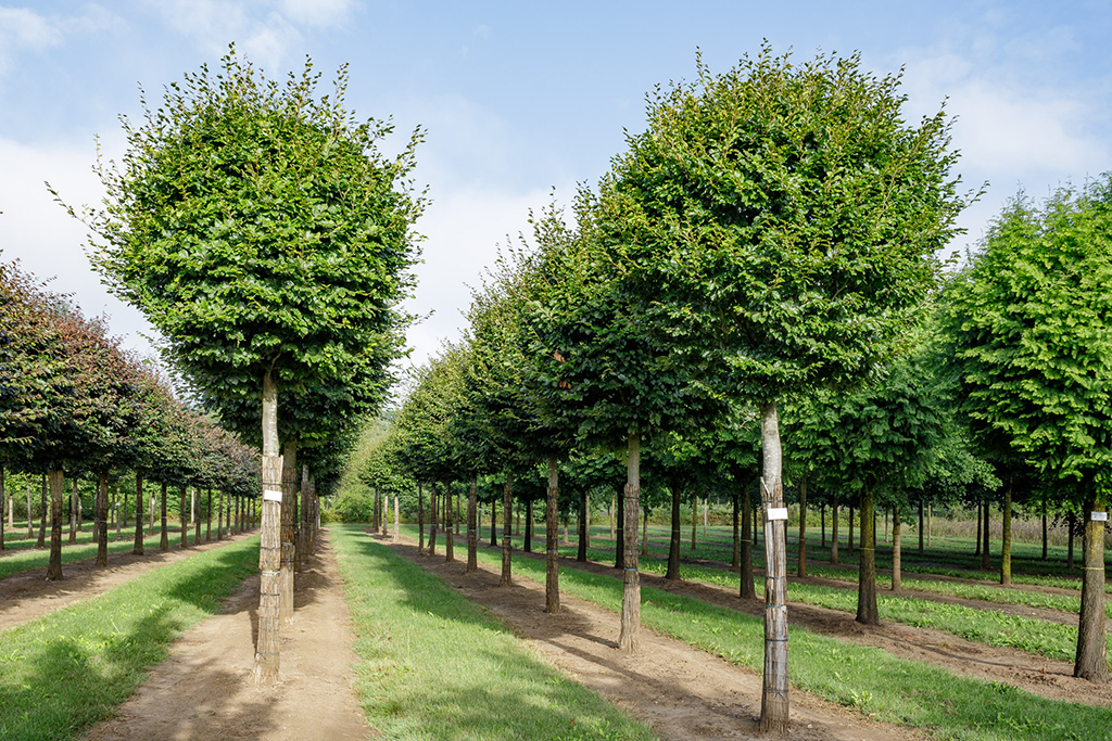 Kugelbuchen auf Stamm im Sommer