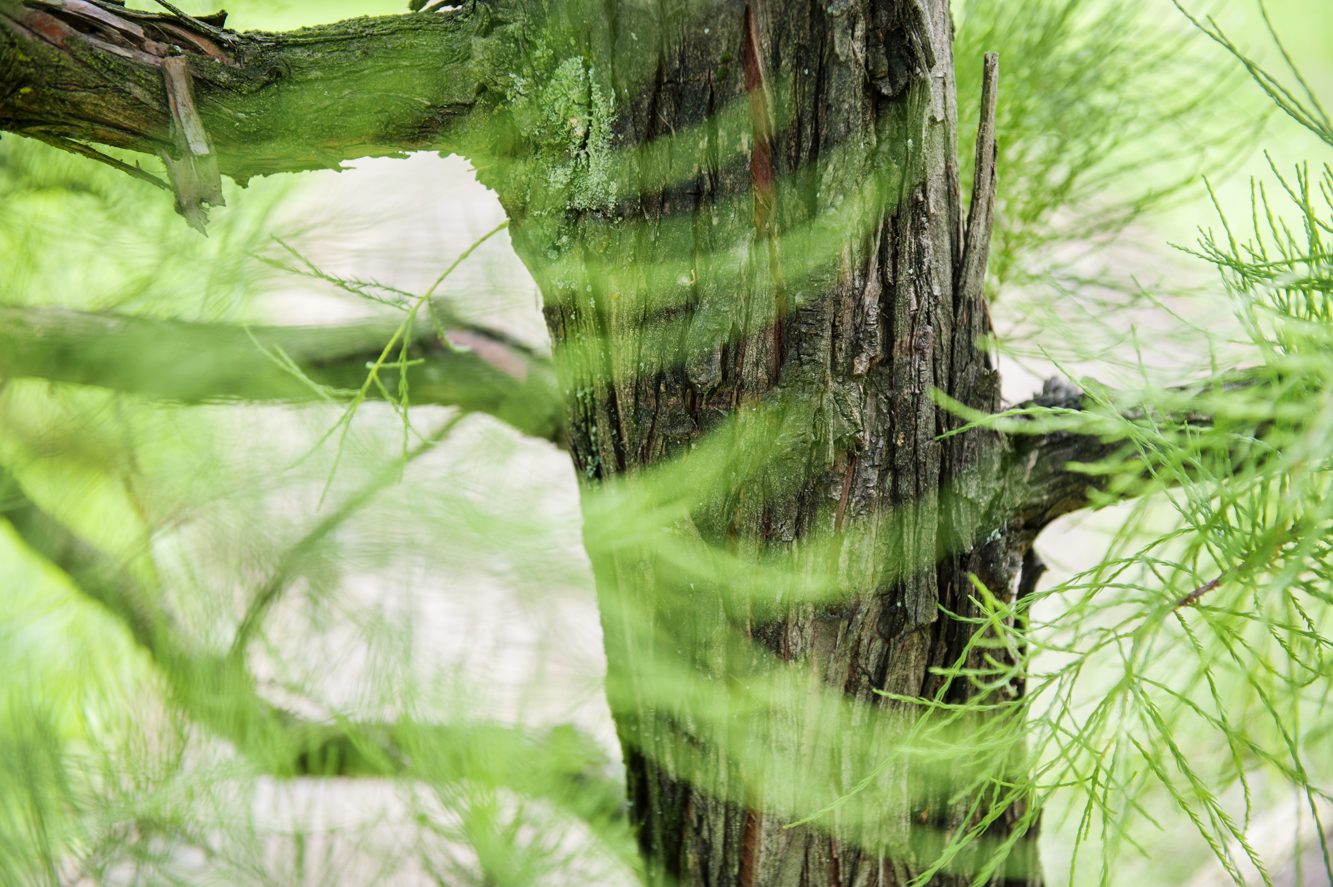 Taxodium distichum 'Nutans'