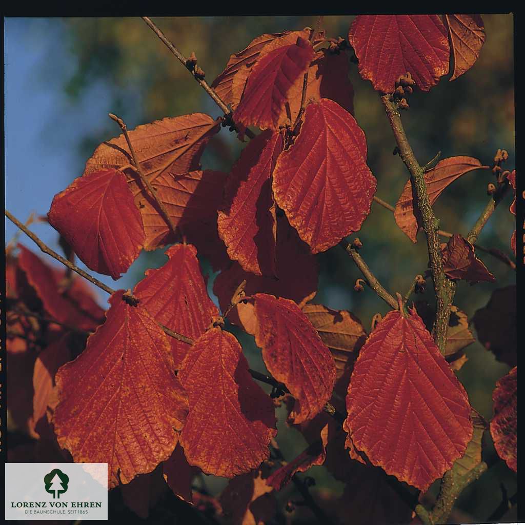 Hamamelis intermedia 'Diane'