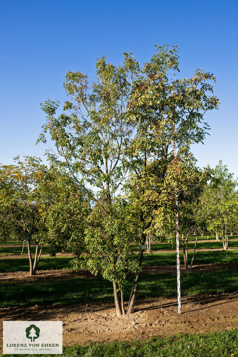 Fraxinus ornus