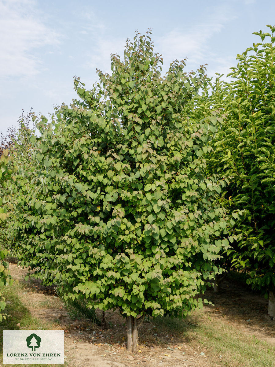 Cercidiphyllum japonicum