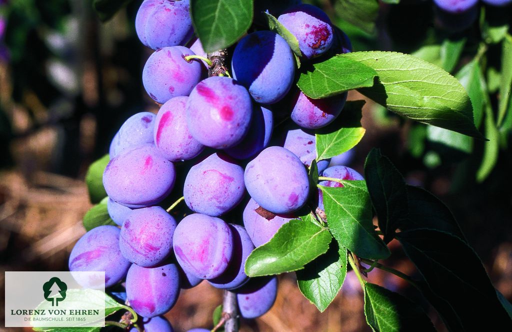 Prunus domestica 'Königin Viktoria'