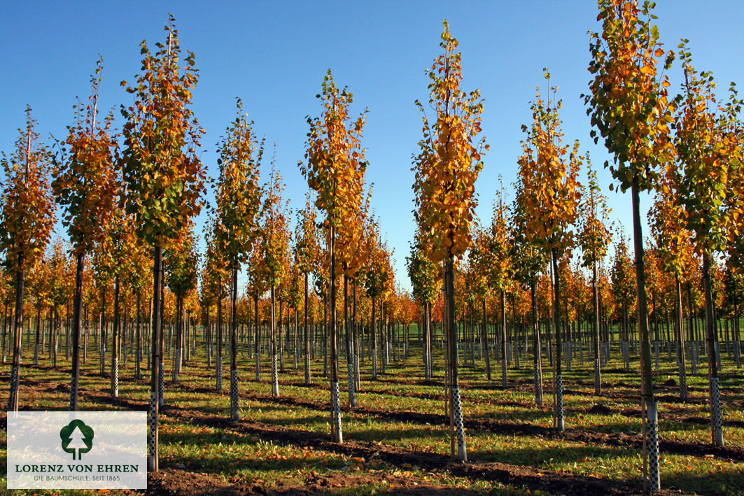 Tilia cordata 'Greenspire'