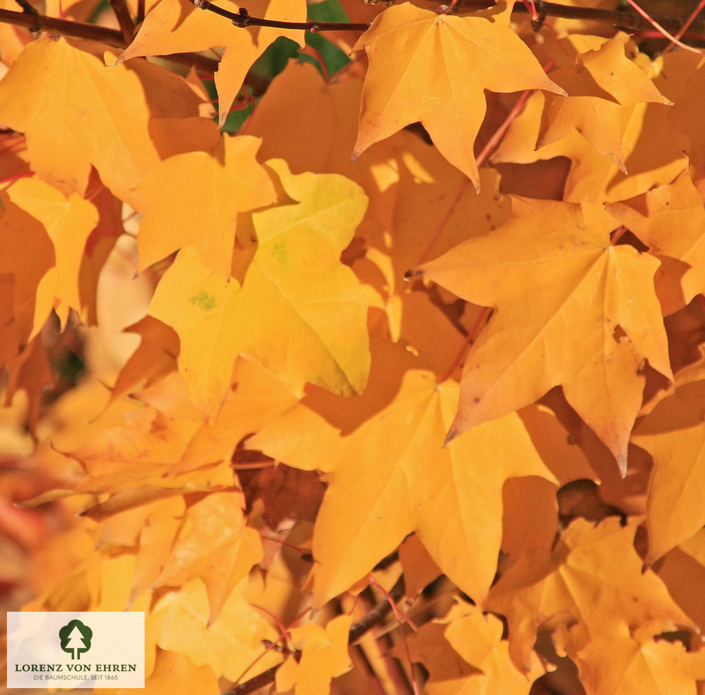 Acer cappadocicum 'Aureum'