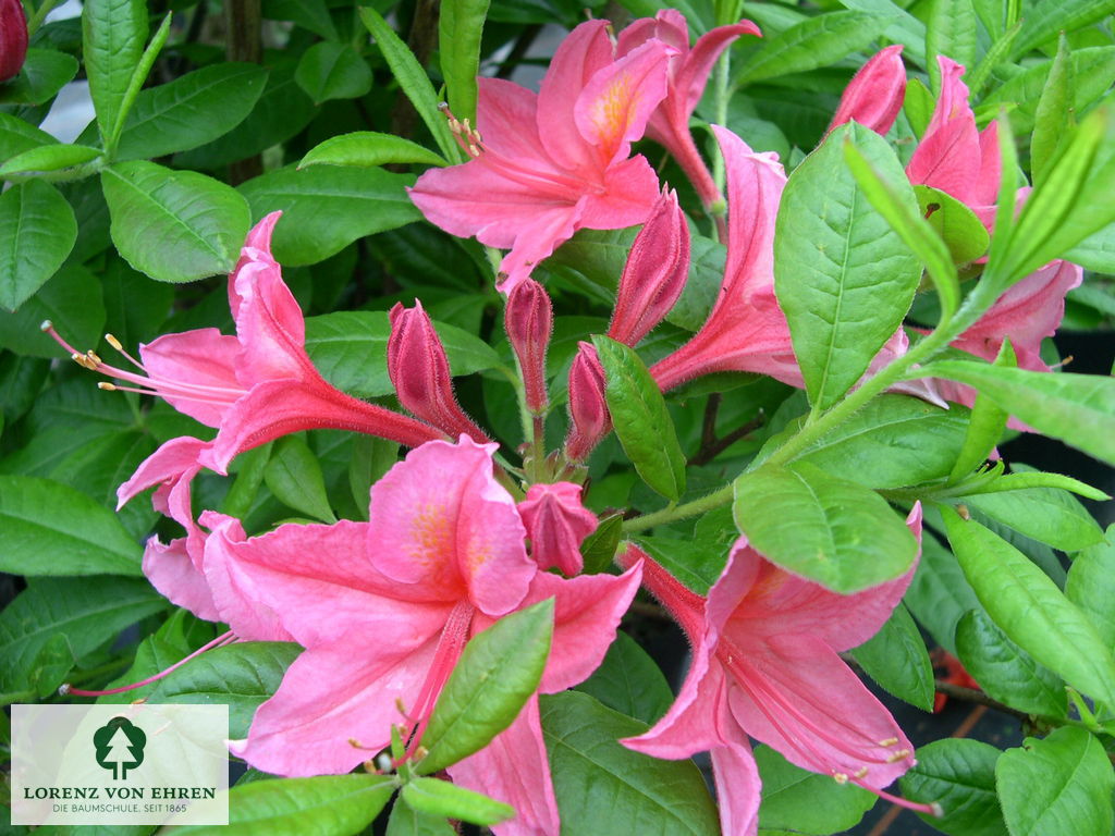 Rhododendron Azalea 'Jolie Madame'