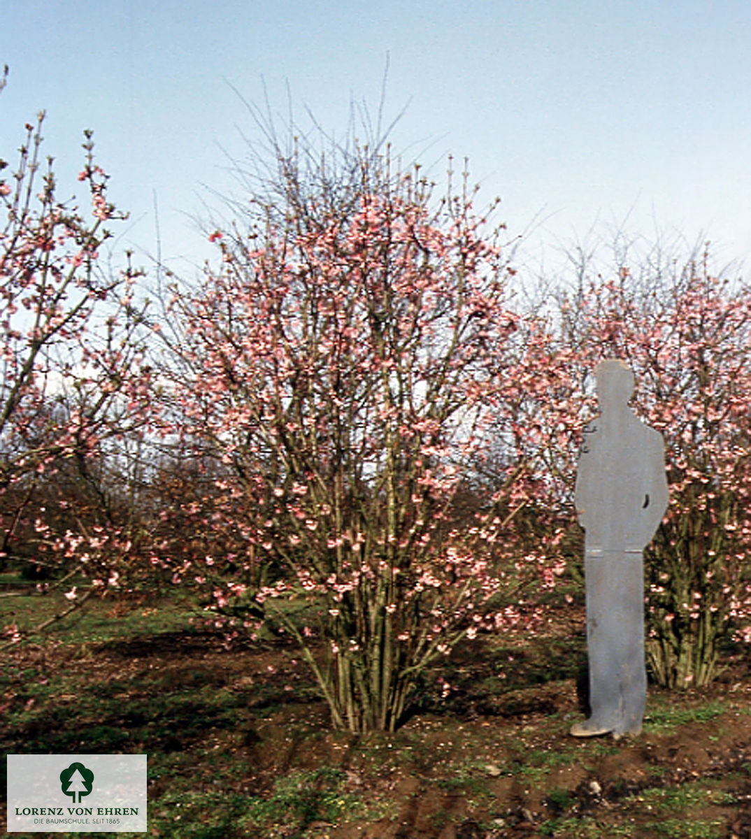 Viburnum bodnantense 'Dawn'