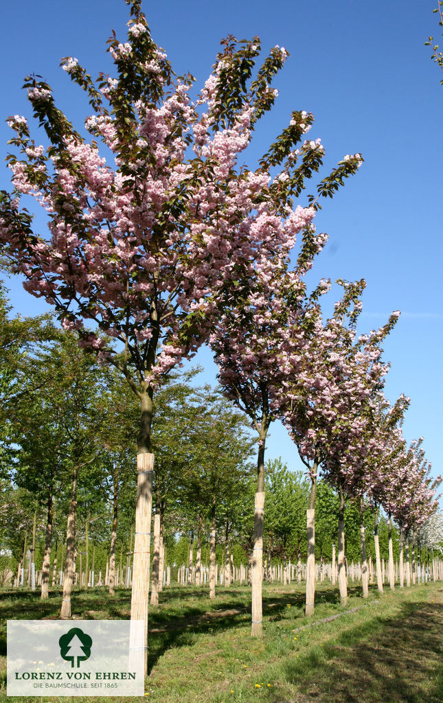 Prunus serrulata 'Kanzan'