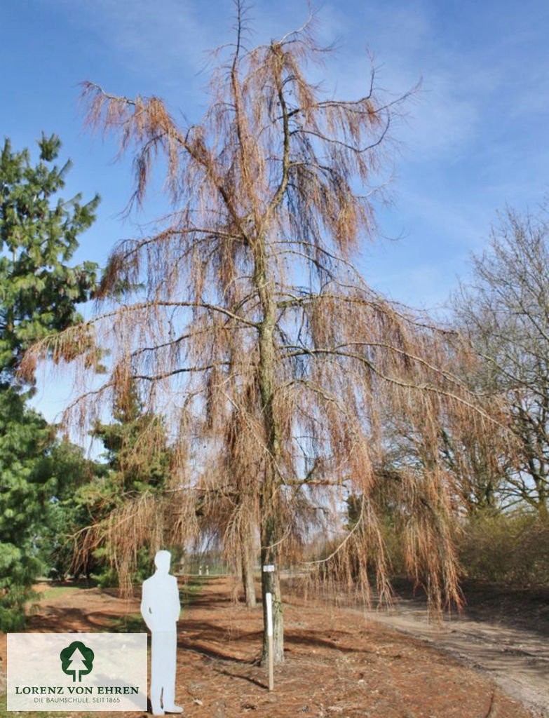 Larix kaempferi 'Pendula'