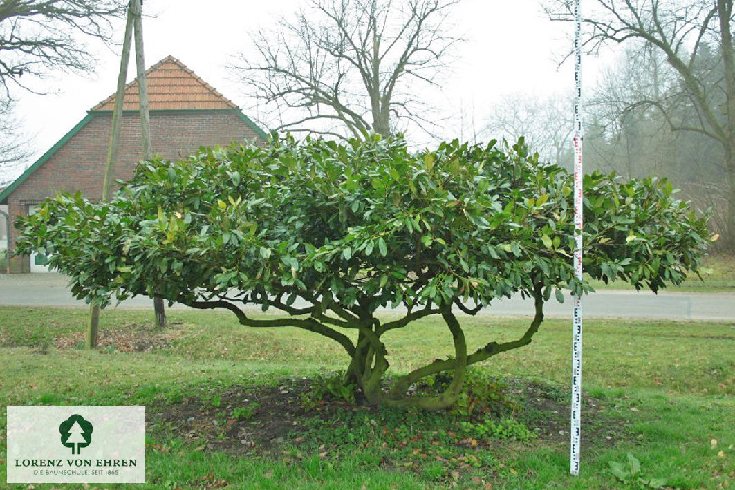 Prunus laurocerasus 'Van Nes'