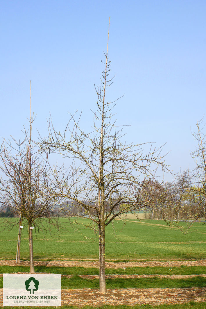Prunus domestica 'Königin Viktoria'