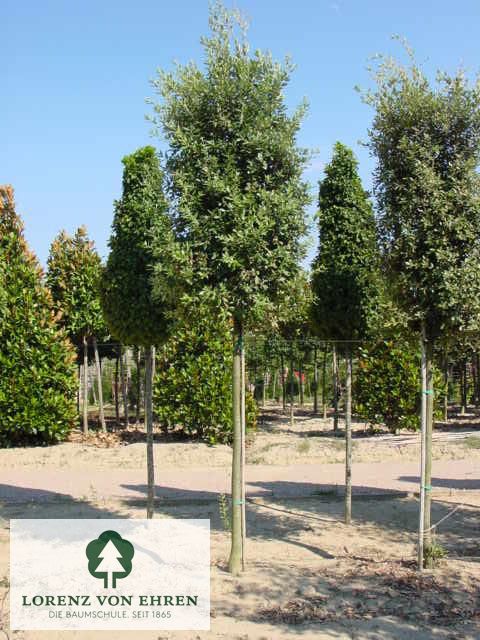 Quercus ilex