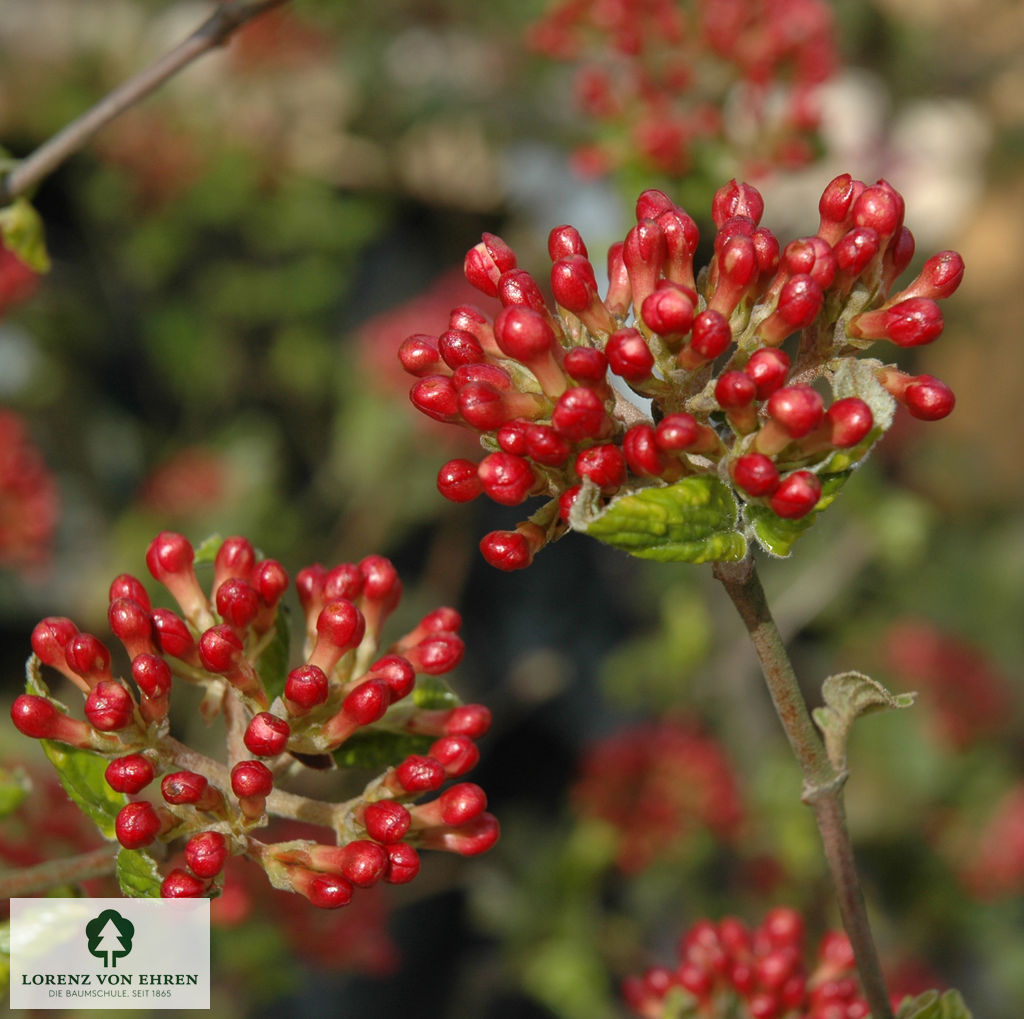 Viburnum carlesii 'Aurora'
