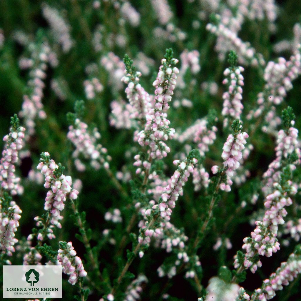 Calluna vulgaris 'Peter Sparkes'