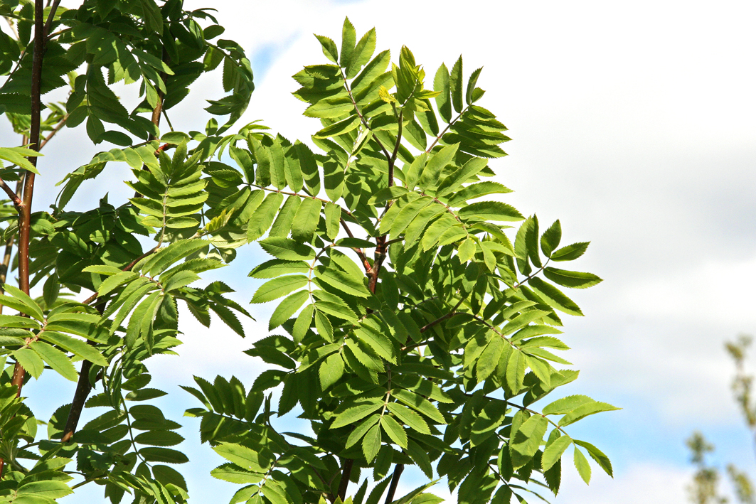 Sorbus aucuparia 'Rossica Major'