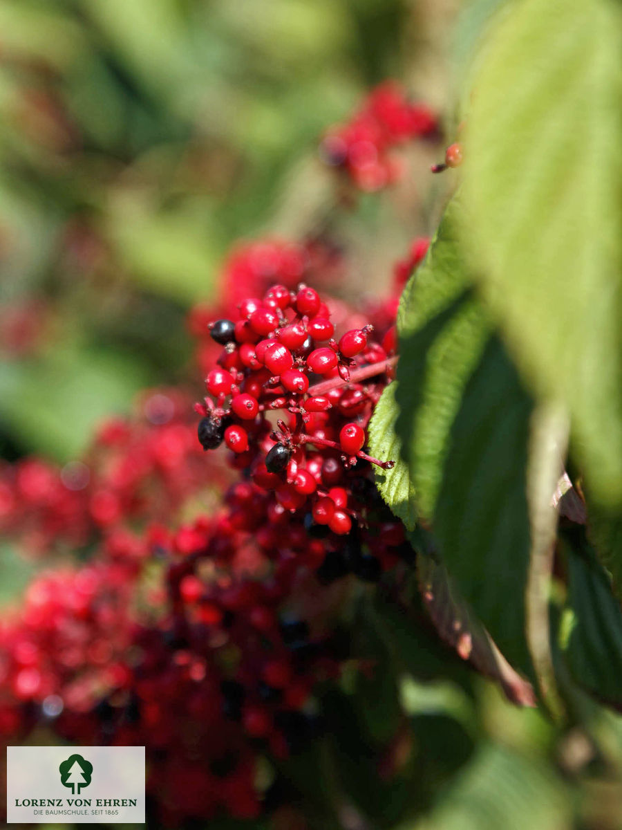 Viburnum plicatum tomentosum