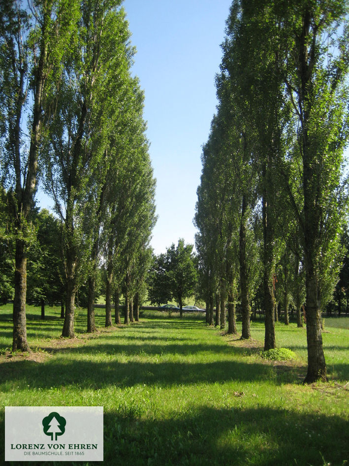 Populus nigra 'Italica'