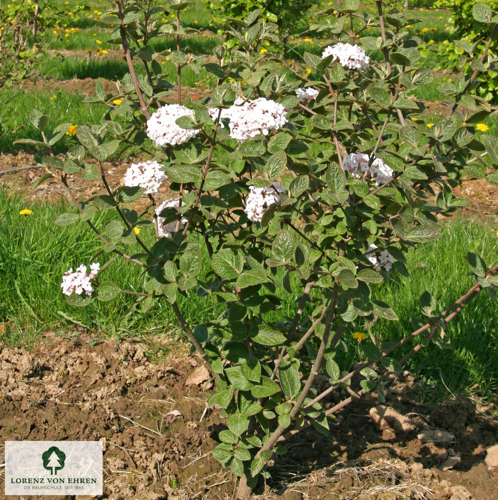 Viburnum carlesii 'Aurora'