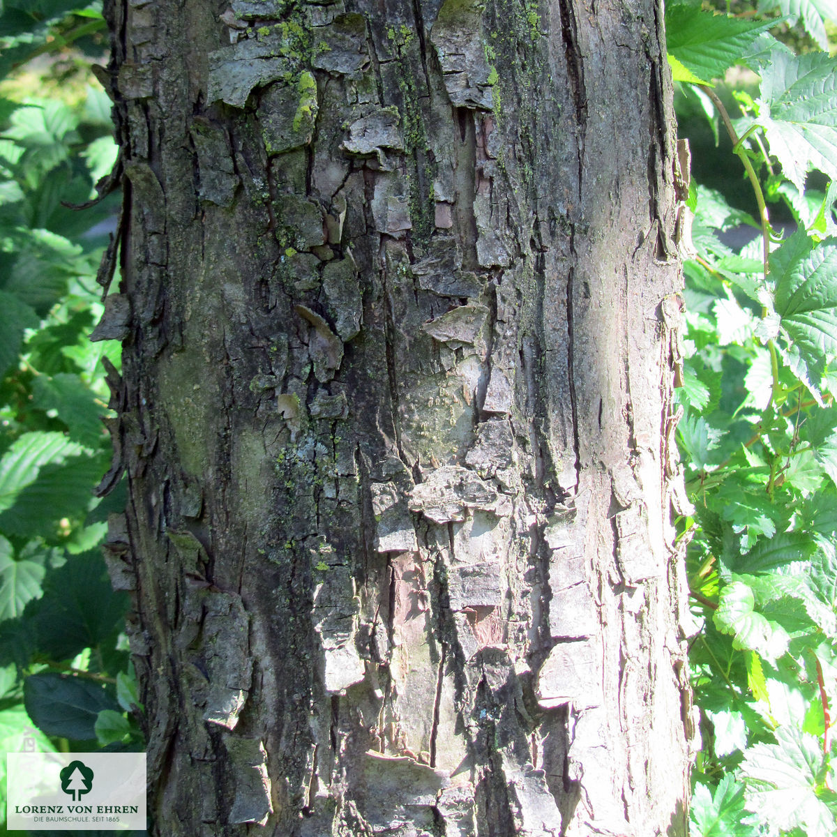 Malus 'Van Eseltine'