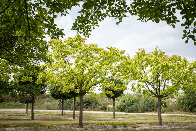 Frisches Grün am Trompetenbaum