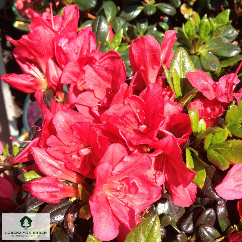 Rhododendron Japanische Azalee 'Maruschka'
