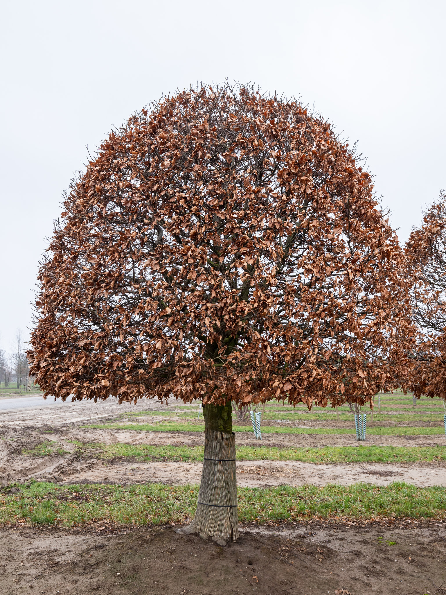Fagus sylvatica Unikat