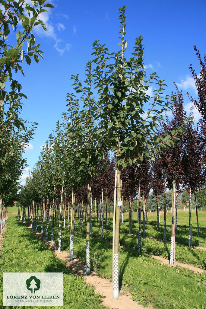 Prunus padus 'Watereri'